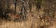 Tanzanie - 2010-09 - 137 - Serengeti - Impalas